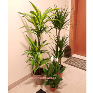 Pack of 2 Dracaena and peace lily