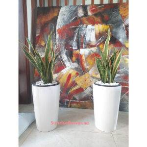 Pack of 2 Snake plant / White Ceramic Pot 100cm