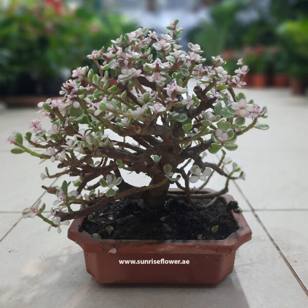 Pink Jade Bonsai Tree