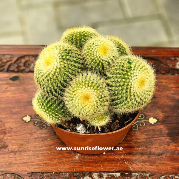 Cactus ball small