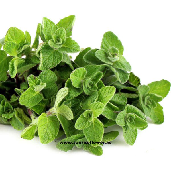 Zaatar Plant Oregano