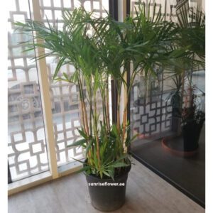 Chamaedorea Seifrizii | Bamboo Palm