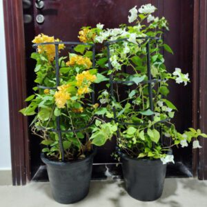 Pack of 2 Bougainvillea Plant