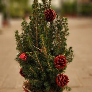 Christmas Tree small