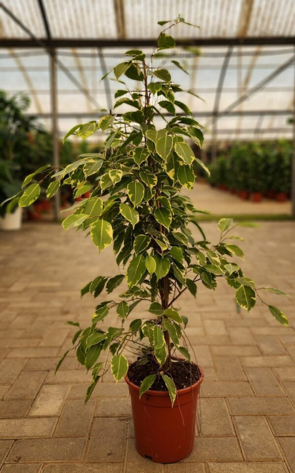 Ficus Benjamina Verigata Or Twilight 100cm to 120cm