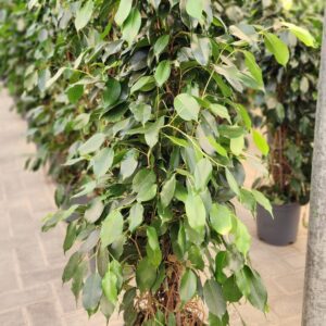 Ficus Benjamina Green 110cm