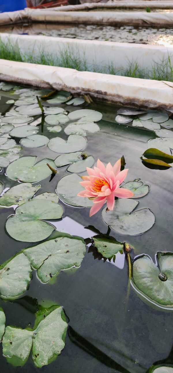 Water Lily Plant 001