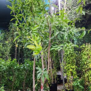 Mango Fruit Tree 380cm
