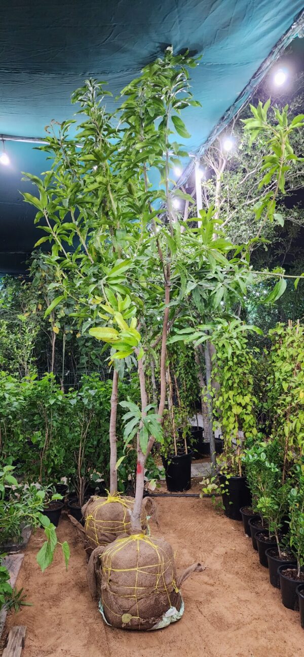 Mango Fruit Tree 380cm