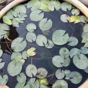 Water Lily Plant 003
