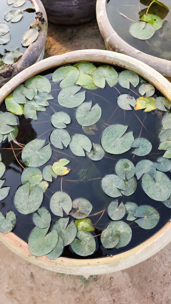 Water Lily Plant 003
