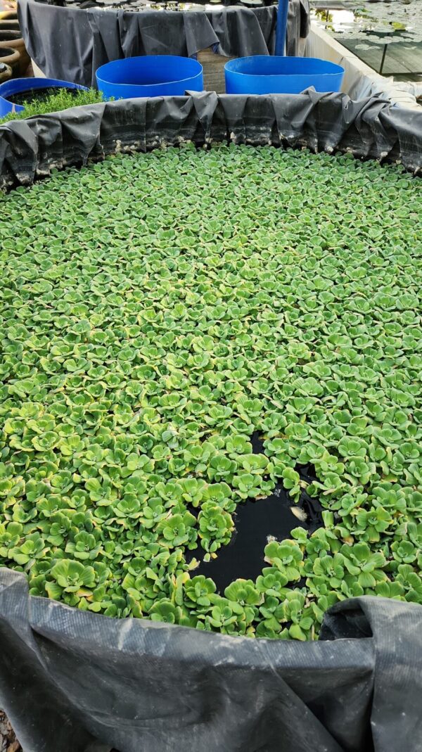 Water Lily Plant 002