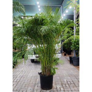 Areca Palm | Chrysalidocarpus Lutescens Buy Online