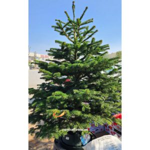 Christmas Tree 125cm-150cm