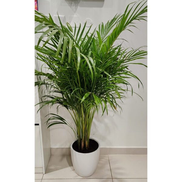 Areca Palm Indoor with ceramic pot 160cm