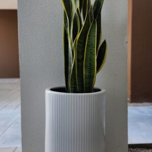 Snake plant / Sunseveria 90cm