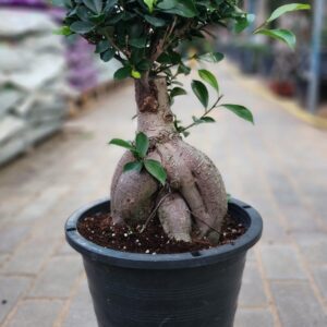 Ficus Bonsai medium
