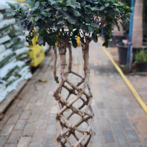 Ficus Cage twisted 110cm