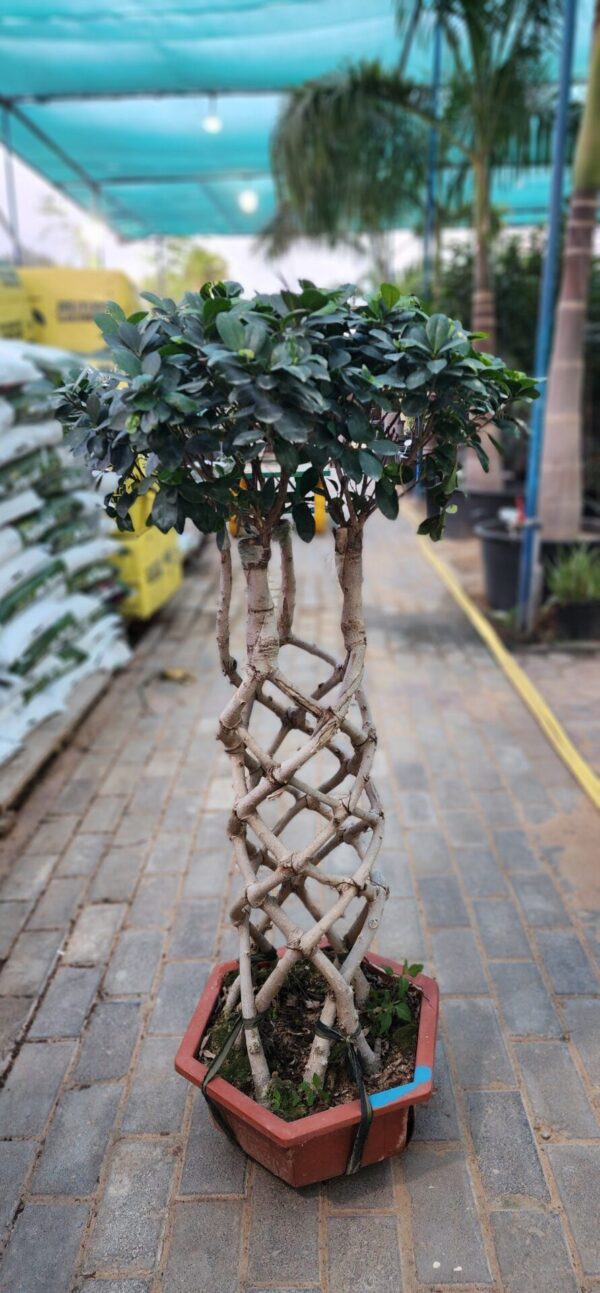 Ficus Cage twisted 110cm