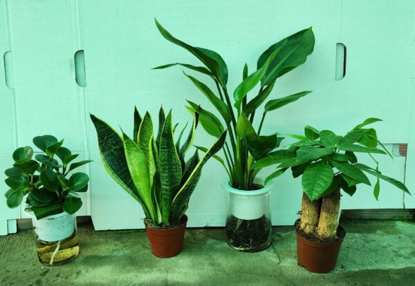 Combi Pack of 4 indoor Plants