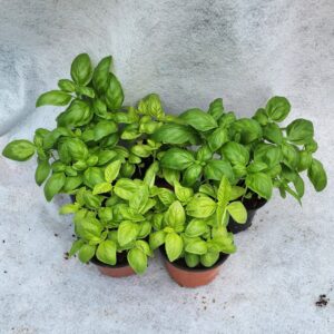 Natural Basil Plant