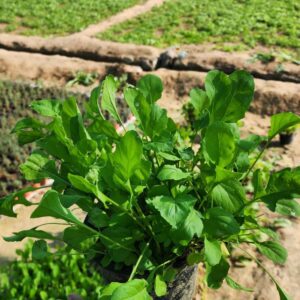 Rucola Plant | Gerger Leaves
