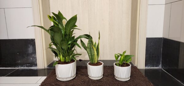 Peacelily / snake plant / money plant