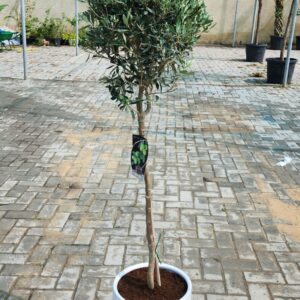 Olive Tree ceramic POT 150cm to 160cm