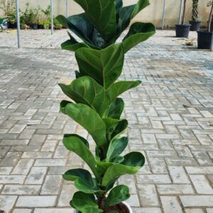 Ficus Lyrata - Ceramic Pot 50cm