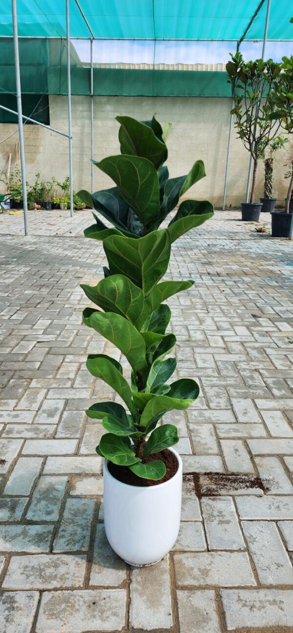 Ficus Lyrata - Ceramic Pot 50cm