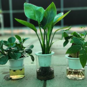 Pack of 3 indoor selfwatering Plants