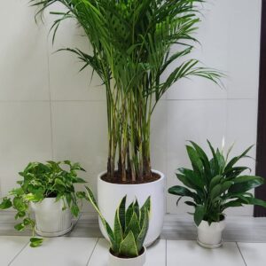 Pack of 4 Best Airpurifying Plants