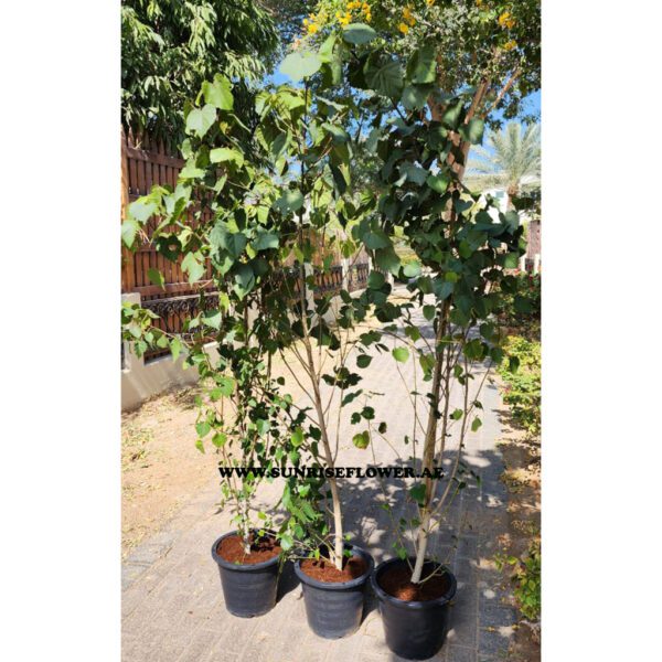 Hibescus Trellises Tree180cm "plant for privacy wall "