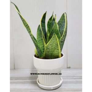 Best Snake Plant / Sunseveria Verigated with ceramic pot