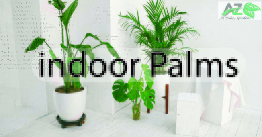 indoor palms