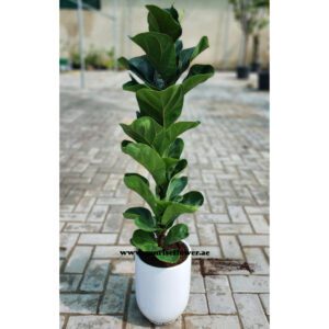 Elevate Your Space with a Ficus Lyrata in a 50cm Ceramic Pot