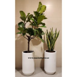 Pack Of 2 Plant " Ficus Lyrata + Snake Plant " With Ceramic Pot