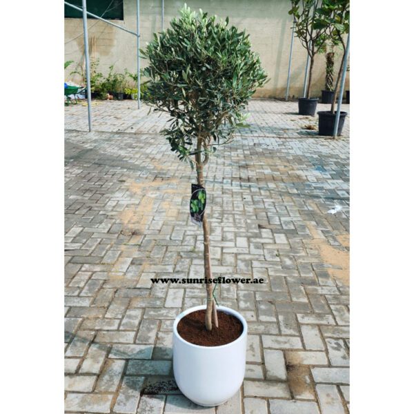 Olive Tree ceramic POT 150cm to 160cm