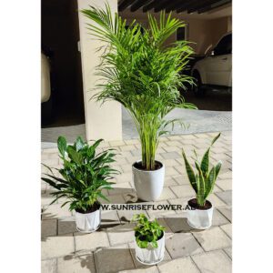 Pack of 4 Best Air purifying Plants