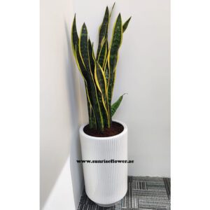Snake plant / Sunseveria 100cm