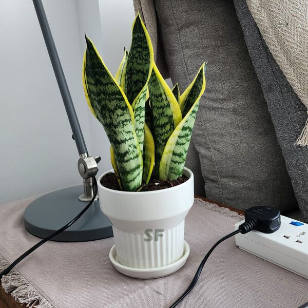 Best Snake Plant + Ceramic Pot