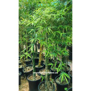 Bambusa Plant | Lucky Bamboo Plant