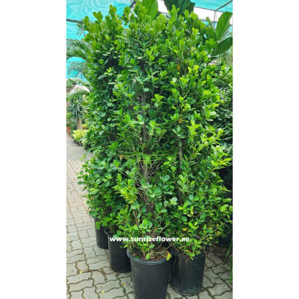Ficus diversifolia- Cone Shape