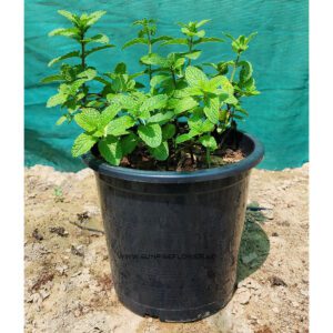 Mint Herb Dubai