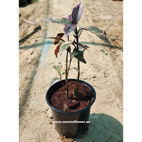 Eranthemum variegated " Pseuderanthemum " outdoor