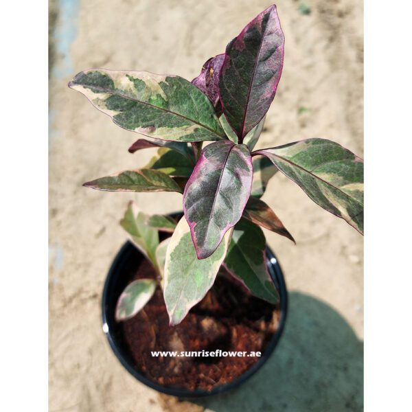Eranthemum variegated " Pseuderanthemum " 15cm - 20cm