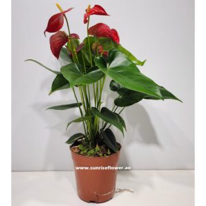 Anthurium Red Indoor 40cm - 50cm