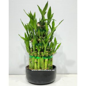 Lucky Bamboo Hydro 3 layers