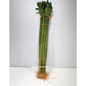 Lucky Bamboo Stick 60cm -80cm indoor plant Dubai