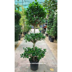 Ficus Diversifolia | ficus Panda 3 Heads 130cm -150cm